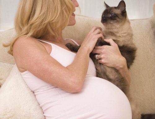 Cuidados a ter com a Toxoplasmose